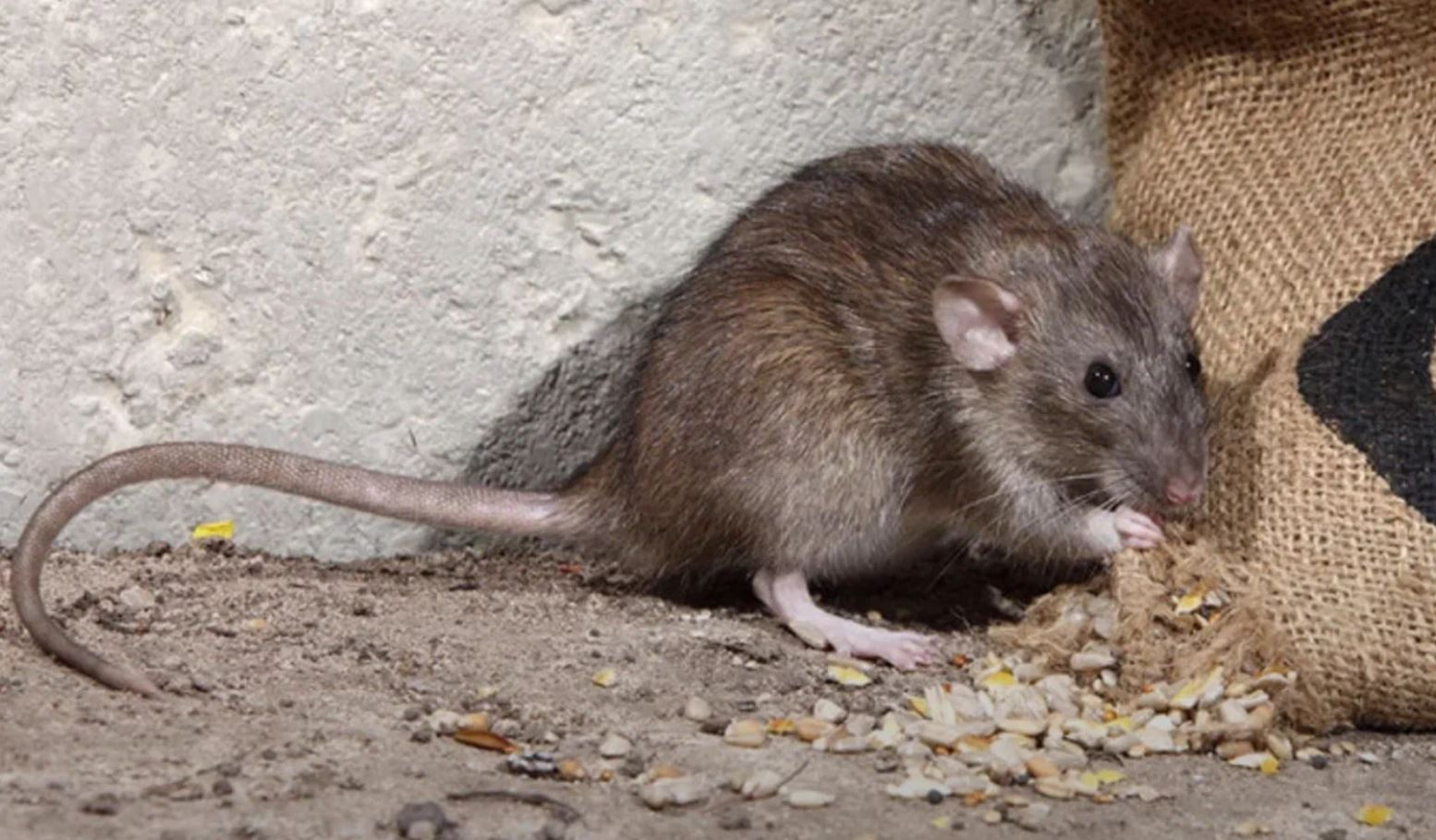 фото: Профессиональная дератизация в Первомайском: <br/>+7-909-173-42-96